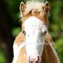 American_Classic_Shetland_Pony_2_(25)