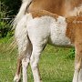 American_Classic_Shetland_Pony_2_(30)