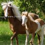 American_Classic_Shetland_Pony_2_(39)