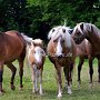 American_Classic_Shetland_Pony_2_(58)