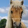 American_Classic_Shetland_Pony_2_(83)