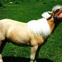 American_Miniatur_Horse_02