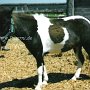 American_Miniatur_Horse_04