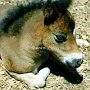 American_Miniatur_Horse_06