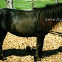 American_Miniatur_Horse_14