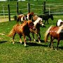 American_Miniatur_Horse_16