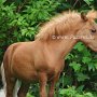 American_Miniatur_Horse_24_(108)