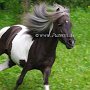 American_Miniatur_Horse_24_(122)