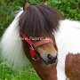 American_Miniatur_Horse_24_(130)