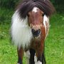 American_Miniatur_Horse_24_(158)