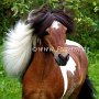 American_Miniatur_Horse_24_(159)