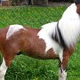 American_Miniatur_Horse_24_(161)