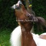 American_Miniatur_Horse_24_(166)