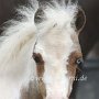 American_Miniatur_Horse_24_(33)