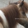 American_Miniatur_Horse_24_(39)