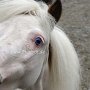 American_Miniatur_Horse_24_(54)