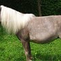 American_Miniatur_Horse_24_(62)