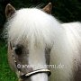 American_Miniatur_Horse_24_(67)