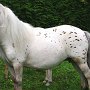 American_Miniatur_Horse_24_(75)