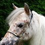 American_Miniatur_Horse_24_(77)