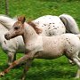 American_Miniatur_Horse_24_(82)