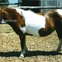 American_miniatur_Horse_13