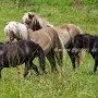 Am_Cl_Shetland_Pony_+_Am_Mi_Shetland_Pony_2_(4)