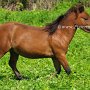 American_Mini_Shetland_Pony1_(21)