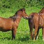 American_Mini_Shetland_Pony1_(23)