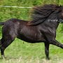 American_Mini_Shetland_Pony2_(11)