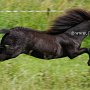 American_Mini_Shetland_Pony2_(15)