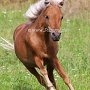 American_Mini_Shetland_Pony2_(40)