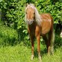 American_Mini_Shetland_Pony2_(48)