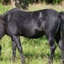 American_Mini_Shetland_Pony2_(57)