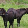 American_Mini_Shetland_Pony2_(6)