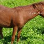 American_Mini_Shetland_Pony_1_(1)