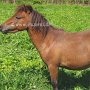 American_Mini_Shetland_Pony_1_(2)