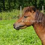 American_Mini_Shetland_Pony_1_(3)