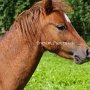 American_Mini_Shetland_Pony_1_(7)