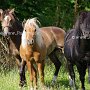 Am_Mo_Shetland_Pony_+_Am_Mi_Shetland_Pony_2_(17)