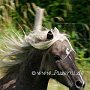 American_Modern_Shetland_Pony_1_(12a)