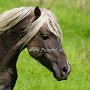 American_Modern_Shetland_Pony_1_(16a)