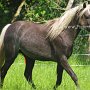 American_Modern_Shetland_Pony_1_(18)