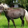 American_Modern_Shetland_Pony_1_(2)