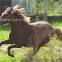 American_Modern_Shetland_Pony_1_(26)