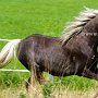 American_Modern_Shetland_Pony_1_(28)