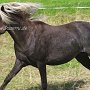 American_Modern_Shetland_Pony_1_(30)