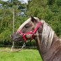 American_Modern_Shetland_Pony_1_(46)