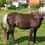 American_Modern_Shetland_Pony_1_(55)