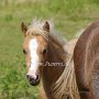 American_Modern_Shetland_Pony_1_(64)